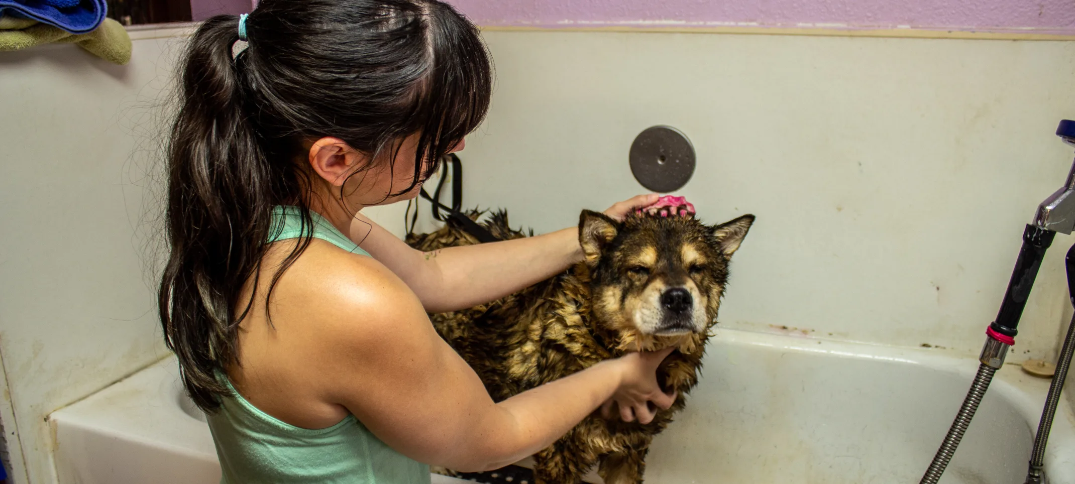 Dog being groomed at Taurus Academy 